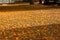 Pavement of a city walkway or park covered with colorful yellow fallen flowers, in sunlight rays