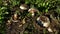 Pavement Mushroom  growing in autumn woods