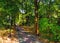 Pavement road in autumn bright forest