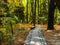 Pavement road in autumn bright forest