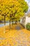 Pavement road in a small cozy town in autumn in sunny day. Yellow leaves and trees in autumn. Picturesque European street in a