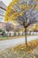 Pavement road in a small town in autumn in cloudy day. Yellow leaves and trees in autumn. Picturesque European street in a small