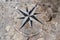 Pavement Stone with Compass Rose