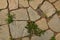 Pavement stones and green grass. Top view