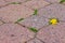 Pavement tiles cobblestone with spring dandelion flower growing from close up background texture photo. Growth
