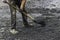 Pavement worker spread asphalt with shovel