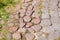Paver bricks arranged in a circular pattern of concentric geometric circles. Architectural background of an ornamental pattern in