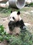 PavilhÃ£o do Panda Gigante de Macau Macao Giant Panda Pavilion Coloane Panda eating bamboo