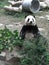 PavilhÃ£o do Panda Gigante de Macau Macao Giant Panda Pavilion Coloane Panda eating bamboo