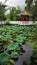 Pavilion at Wun Chuen Sin Kwoon with lotus flowers.