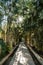 Paving slabs on footpath between tropical plants. Palm grove. Asia