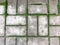 Paving slabs at the joints of which grows  green moss.