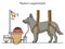 Pavlov dog reflex classical conditioning science