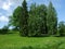 Pavlovsk Big green trees in forest