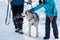 Pavlovsky Ski Park, Russia - March 10, 2018: girl stroking dog of breed Siberian Husky