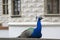 Pavo cristatus in front of historic renaissance castle