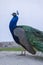 Pavo cristatus indian male peafowl showing beautiful colorful green and blue feathers, elegant bird in its ritual