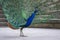 Pavo cristatus indian male peafowl showing beautiful colorful green and blue feathers, elegant bird in its ritual
