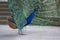 Pavo cristatus indian male peafowl showing beautiful colorful green and blue feathers, elegant bird in its ritual