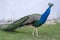 Pavo cristatus majestic blue bird, beautiful animal