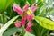 Pavonia multiflora beautiful flower,Brazilian Candles,MALVACEAE