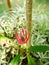 Pavonia multiflora, the Brazilian candles or many flowers