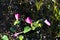 Pavonia rigida blur with grass
