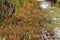 Pavonia rigida.flowe beauty dry ground
