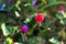 Pavonia rigida flower with green