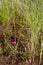 Pavonia rigida in forest grass