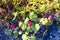 Pavonia rigida mix blur background