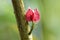 Pavonia strictiflora tropical brazil flowering plants, beautiful bright red pink flowers in bloom