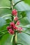 Pavonia strictiflora tropical brazil flowering plants, beautiful bright red pink flowers in bloom