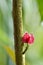 Pavonia strictiflora tropical brazil flowering plants, beautiful bright red pink flowers in bloom