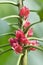 Pavonia strictiflora tropical brazil flowering plants, beautiful bright red pink flowers in bloom