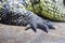 Paw of crocodile with nails and scales. Animal skin detail - textured crocodile skin close up with one paw with long claws