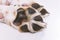 Paw of dog beagle close-up