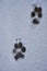 Paw footprint of an adult German Shepherd dog in fresh, white snow