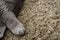 The paw of grey british straight cat, lying on the cat mat. Illustration for the pet store