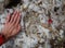 Paw imprint of a Himalayan bear in the snow in comparison with a human hand. Nepal, the Himalayas