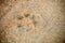 Paw-print tracks of an African Lion on a dirt road