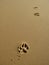 Paw Prints in Sand