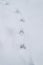 Paw prints in the snow, animal tracks, winter