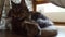 Paw sofa chilling relax Siberian cat kitten breed tabby longhaired fluffy cute furyHidden hiding den female feminine feline
