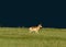 Pawnee Pronghorn Antelope in the storm