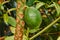 Pawpaw fruit growing in the wild at Uluguru Mountains in Morogoro Region, Tanzania