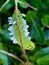 Pawpaw sphinx caterpillar Mandela sexta