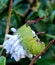 Pawpaw sphinx caterpillar on Mandela Sexta or tomato hornworm