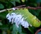 Pawpaw sphinx caterpillar on Mandela Sexta or tomato hornworm