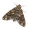 Pawpaw Sphinx moth